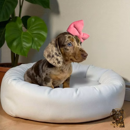 Cachorro Salchicha Miniatura Arlequín Chocolate / Miniature Dachshund Dapple Chocolate disponible - Imagen 3