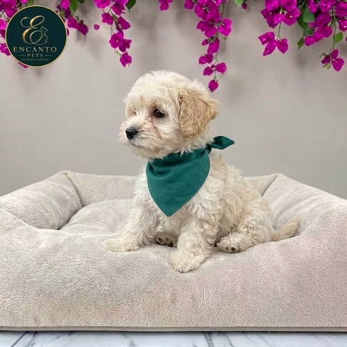 Cachorro Pequinés Maltés / Pekingese Maltese Mix disponible - Imagen 10