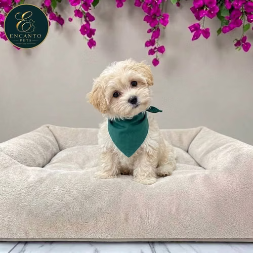 Cachorro Pequinés Maltés / Pekingese Maltese Mix disponible - Imagen 9