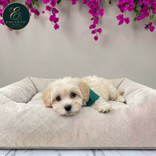 Cachorro Pequinés Maltés / Pekingese Maltese Mix disponible - Imagen 7