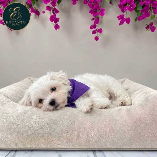 Cachorro Bichón Maltés / Maltese disponible - Imagen 8