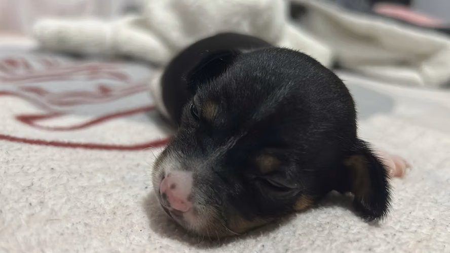 Chihuahuas - Imagen 2