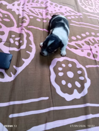 Chihuahuas - Imagen 3