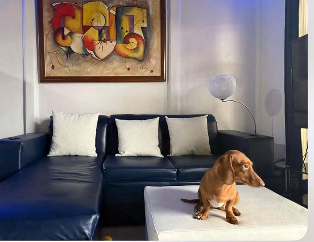 Cachorros Daschhund  - Imagen 6