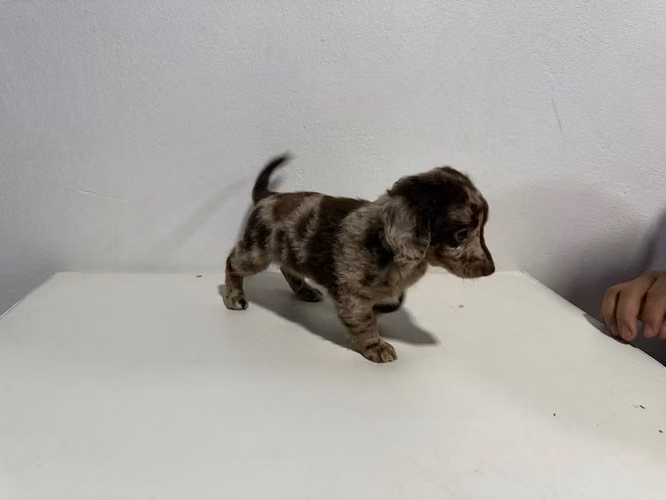 Cachorros Daschhund 