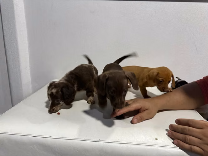 Cachorros Daschhund  - Imagen 2