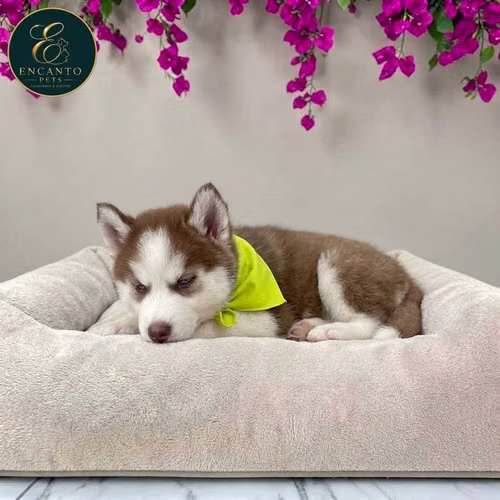 Cachorro HUSKY SIBERIANO disponible - Imagen 5