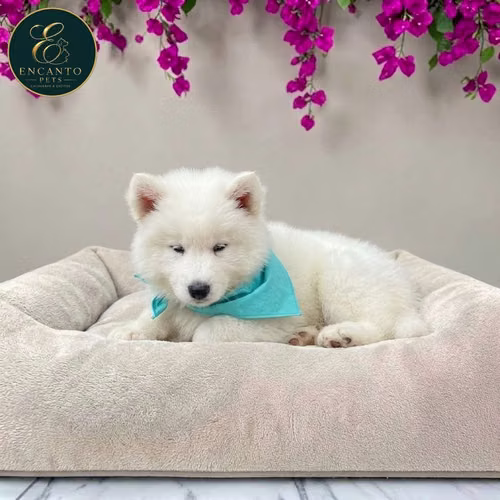 Cachorro HUSKY SIBERIANO disponible - Imagen 2