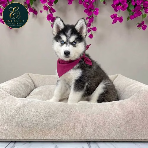 Cachorro HUSKY SIBERIANO disponible