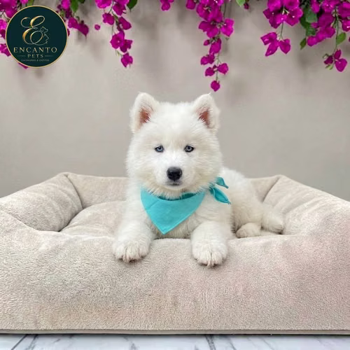 Cachorro HUSKY SIBERIANO disponible - Imagen 3