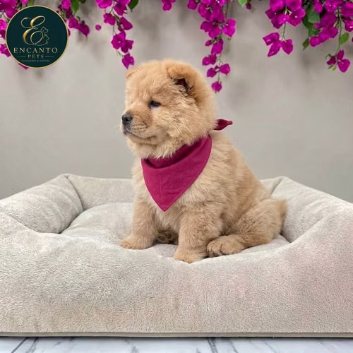 Cachorro CHOW CHOW TRADICIONAL disponible - Imagen 2