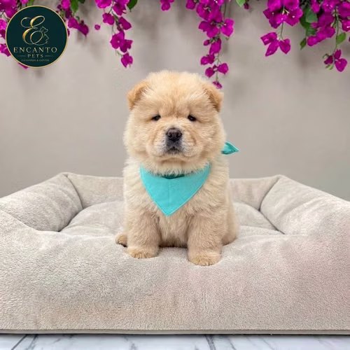 Cachorro CHOW CHOW TRADICIONAL disponible - Imagen 8