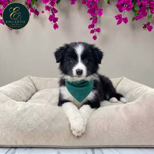 Cachorro BORDER COLLIE TRADICIONAL disponible - Imagen 9