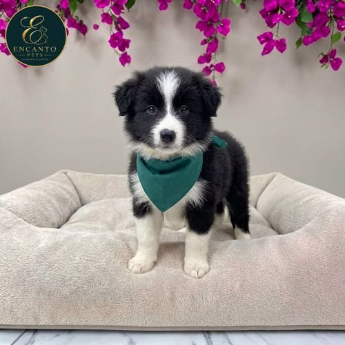 Cachorro BORDER COLLIE TRADICIONAL disponible - Imagen 10