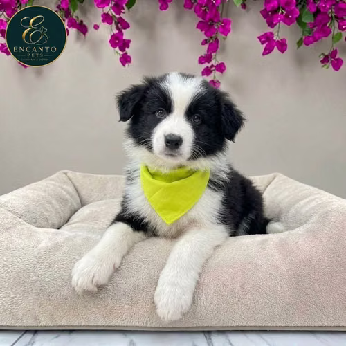 Cachorro BORDER COLLIE TRADICIONAL disponible