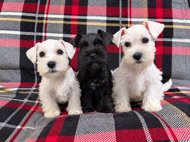 Thumbnail Schnauzer short-ducked Black Macho 220 thousand White Macho 220 thousand and White Female 250thousand
