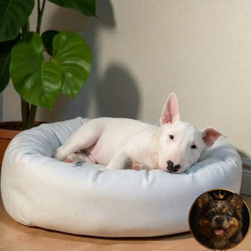 Cachorro Bull Terrier / Bull Terrier disponible
