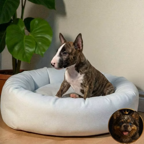 Cachorro Bull Terrier / Bull Terrier disponible - Imagen 9