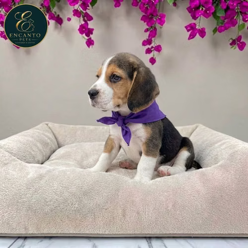 Cachorro BEAGLE POCKET AMERICANO TRADICIONAL disponible - Imagen 5