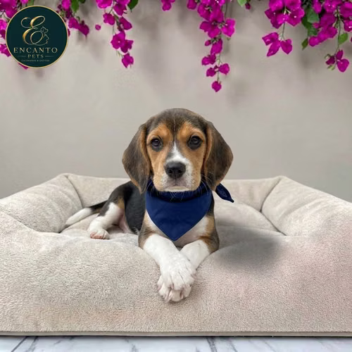 Cachorro BEAGLE POCKET AMERICANO TRADICIONAL disponible - Imagen 7
