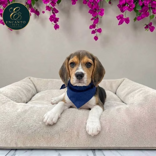 Cachorro BEAGLE POCKET AMERICANO TRADICIONAL disponible - Imagen 8