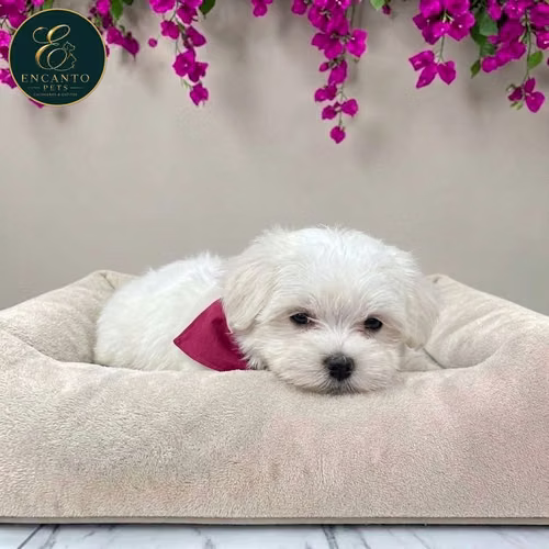 Cachorro Bichón Maltés / Maltese disponible - Imagen 2