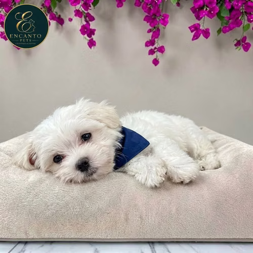 Cachorro Bichón Maltés / Maltese disponible - Imagen 5