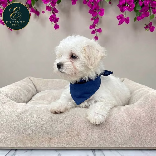 Cachorro Bichón Maltés / Maltese disponible - Imagen 7