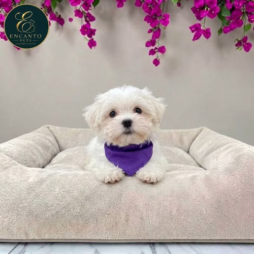 Cachorro Bichón Maltés / Maltese disponible - Imagen 10