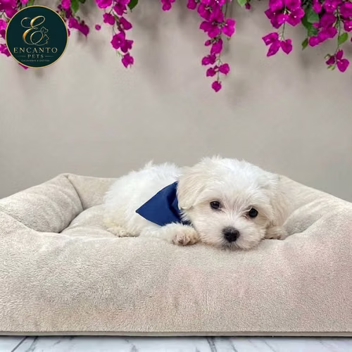 Cachorro Bichón Maltés / Maltese disponible - Imagen 4