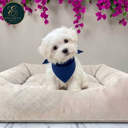 Cachorro Bichón Maltés / Maltese disponible - Imagen 6