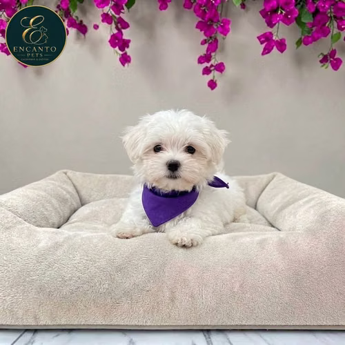 Cachorro Bichón Maltés / Maltese disponible - Imagen 9
