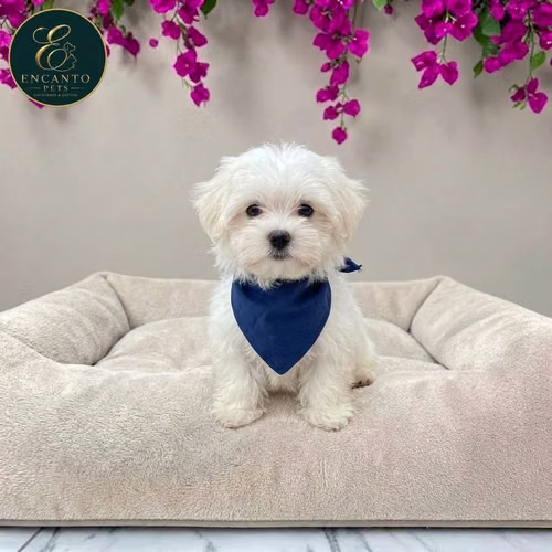 Cachorro Bichón Maltés / Maltese disponible - Imagen 8