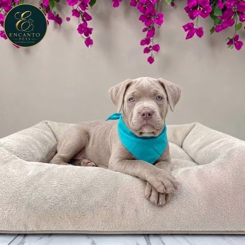 Cachorro AMERICAN STAFFORD disponible - Imagen 1