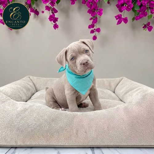 Cachorro AMERICAN STAFFORD disponible - Imagen 6