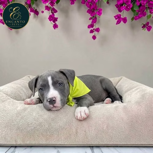 Cachorro AMERICAN STAFFORD disponible - Imagen 10