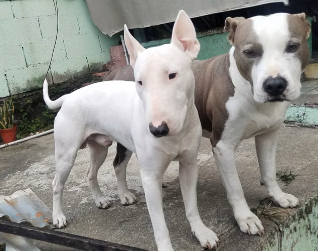 Bull Terrier mini hembra tiene 1 mes 
