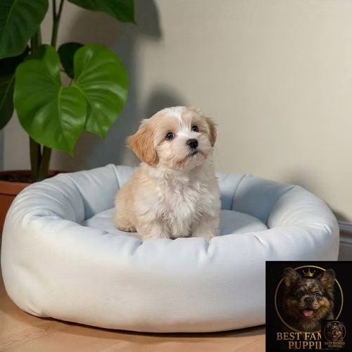 Cachorro BICHON HABANERO disponible