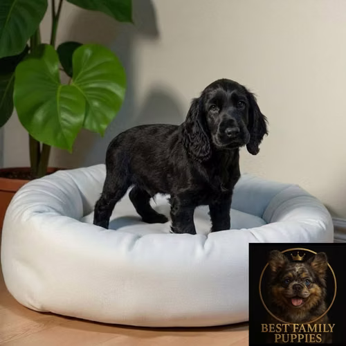 Cachorro COCKER SPANIEL INGLES TRADICIONAL disponible - Imagen 8