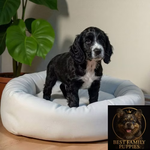 Cachorro COCKER SPANIEL INGLES TRADICIONAL disponible - Imagen 6