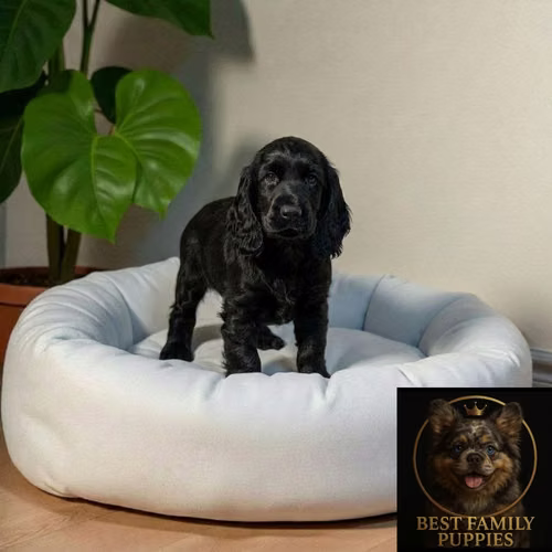 Cachorro COCKER SPANIEL INGLES TRADICIONAL disponible - Imagen 4