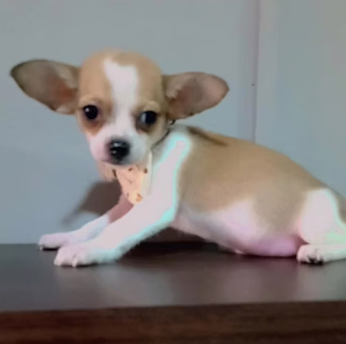 Hermoso cachorrito Mini Chihuahua 