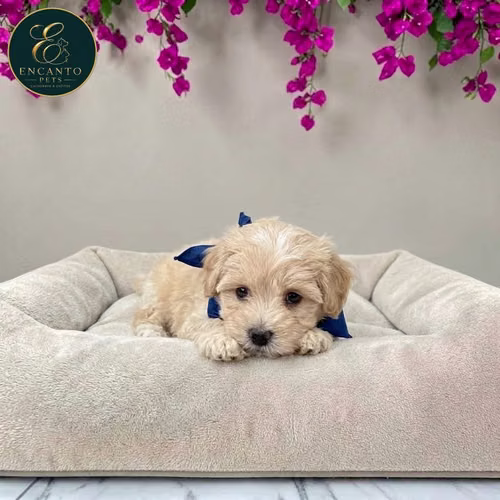 Cachorro Pequinés Maltés / Pekingese Maltese Mix disponible - Imagen 5