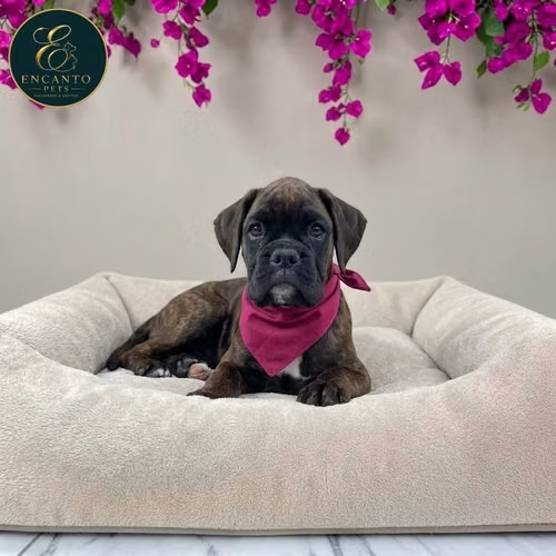 Cachorro BOXER disponible - Imagen 3