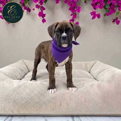 Cachorro BOXER disponible - Imagen 5