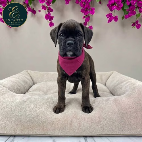 Cachorro BOXER disponible - Imagen 2