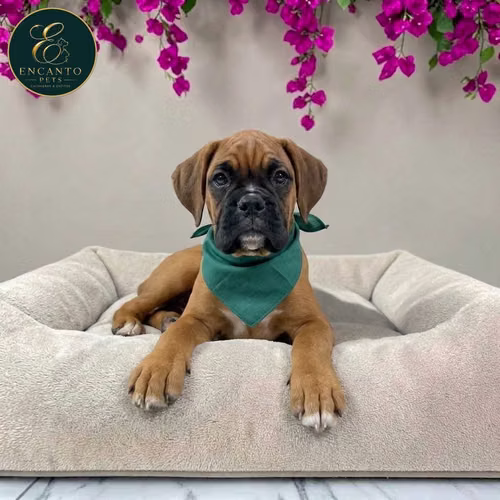 Cachorro BOXER disponible - Imagen 9