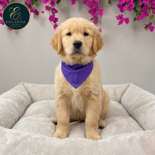 Cachorro GOLDEN RETRIEVER LINEA AMERICANA disponible - Imagen 1