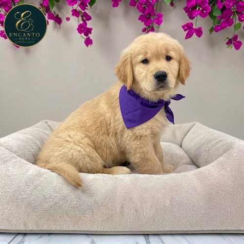 Cachorro GOLDEN RETRIEVER LINEA AMERICANA disponible - Imagen 4