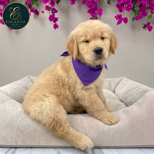 Cachorro GOLDEN RETRIEVER LINEA AMERICANA disponible - Imagen 5